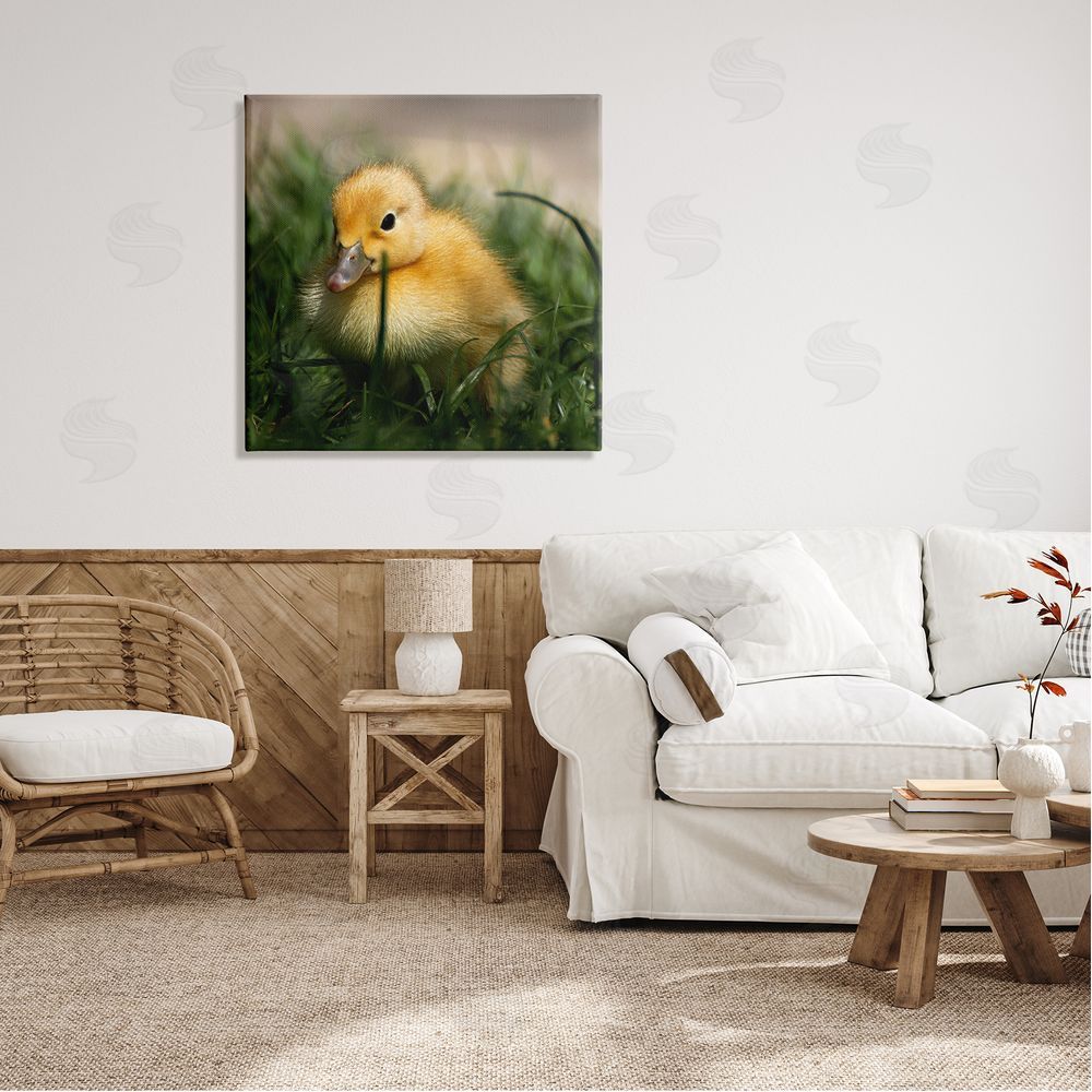 Stupell Studio Baby Duckling in Grass Photography Canvas Wall Art in Room