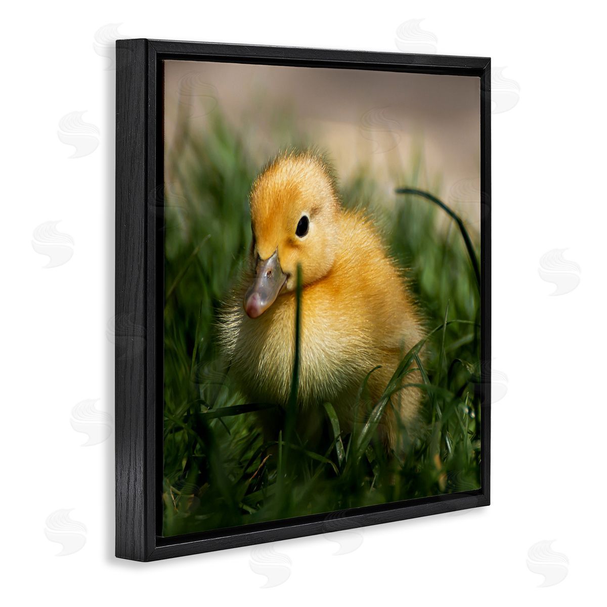 Stupell Studio Baby Duckling in Grass Photography Black Floating Frame Canvas Wall Art Print