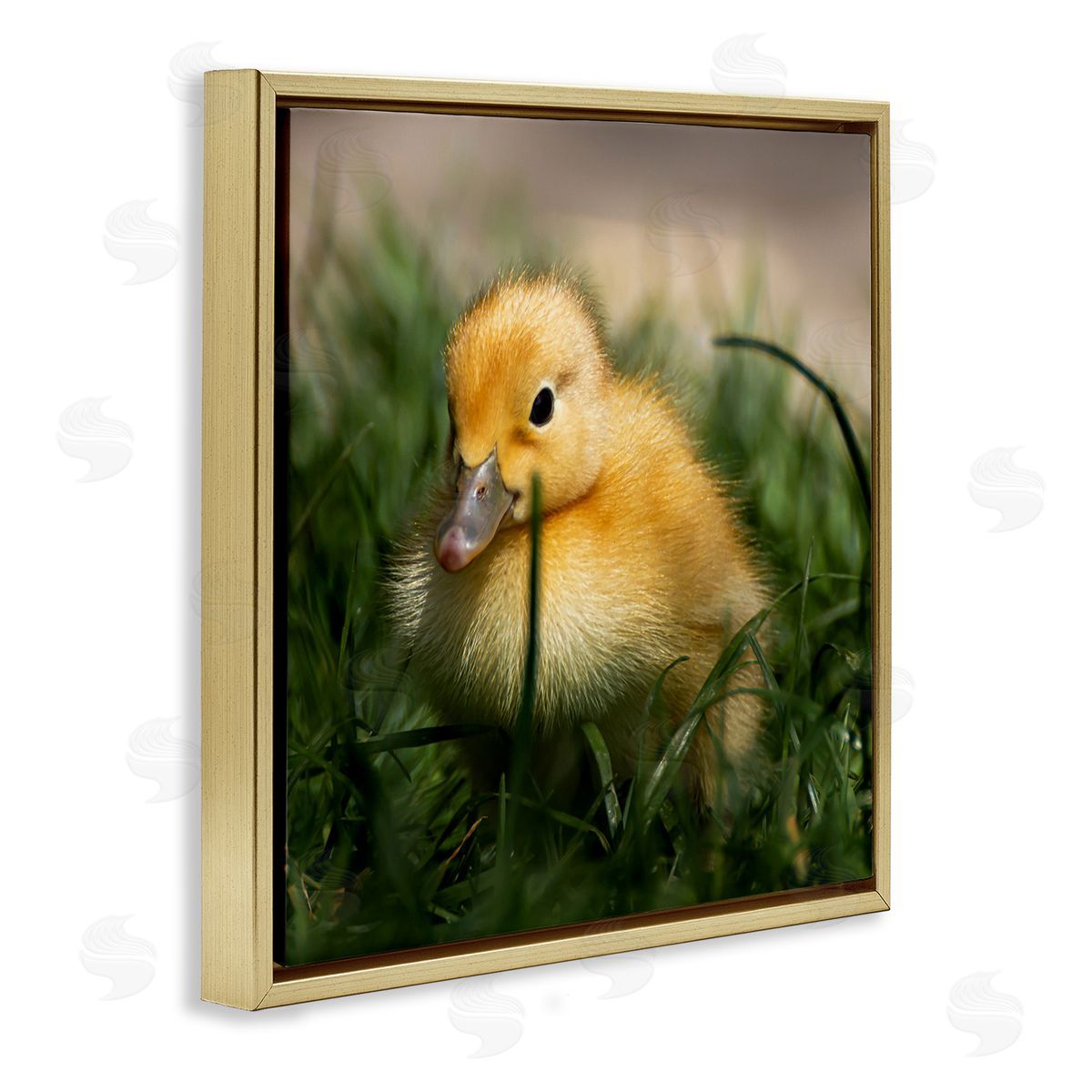 Stupell Studio Baby Duckling in Grass Photography Gold Floating Frame Canvas Wall Art Print