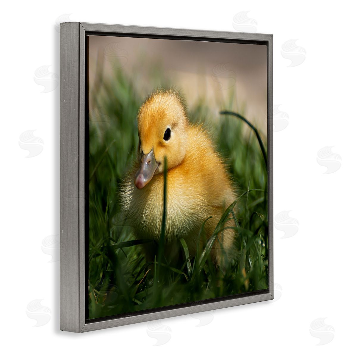 Stupell Studio Baby Duckling in Grass Photography Gray Floating Frame Canvas Wall Art Print