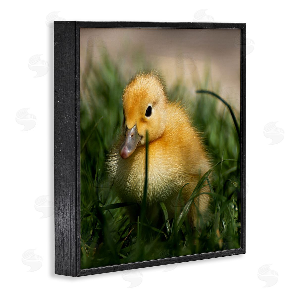 Stupell Studio Baby Duckling in Grass Photography Black Framed Glicee Wall Art Print