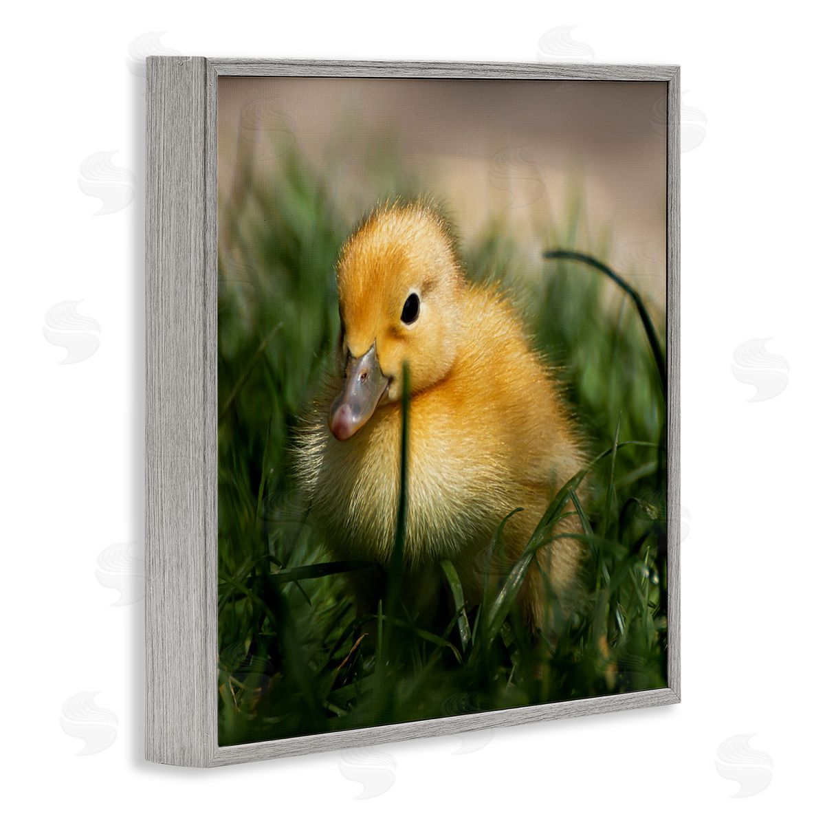 Stupell Studio Baby Duckling in Grass Photography Gray Framed Glicee Wall Art Print