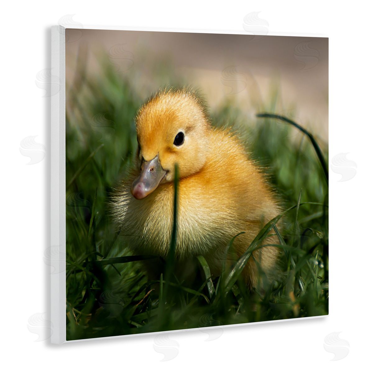 Stupell Studio Baby Duckling in Grass Photography Wooden Wall Plaque Art Print