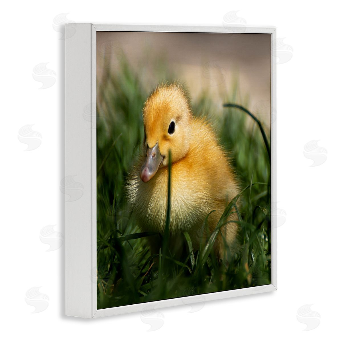 Stupell Studio Baby Duckling in Grass Photography White Framed Glicee Wall Art Print