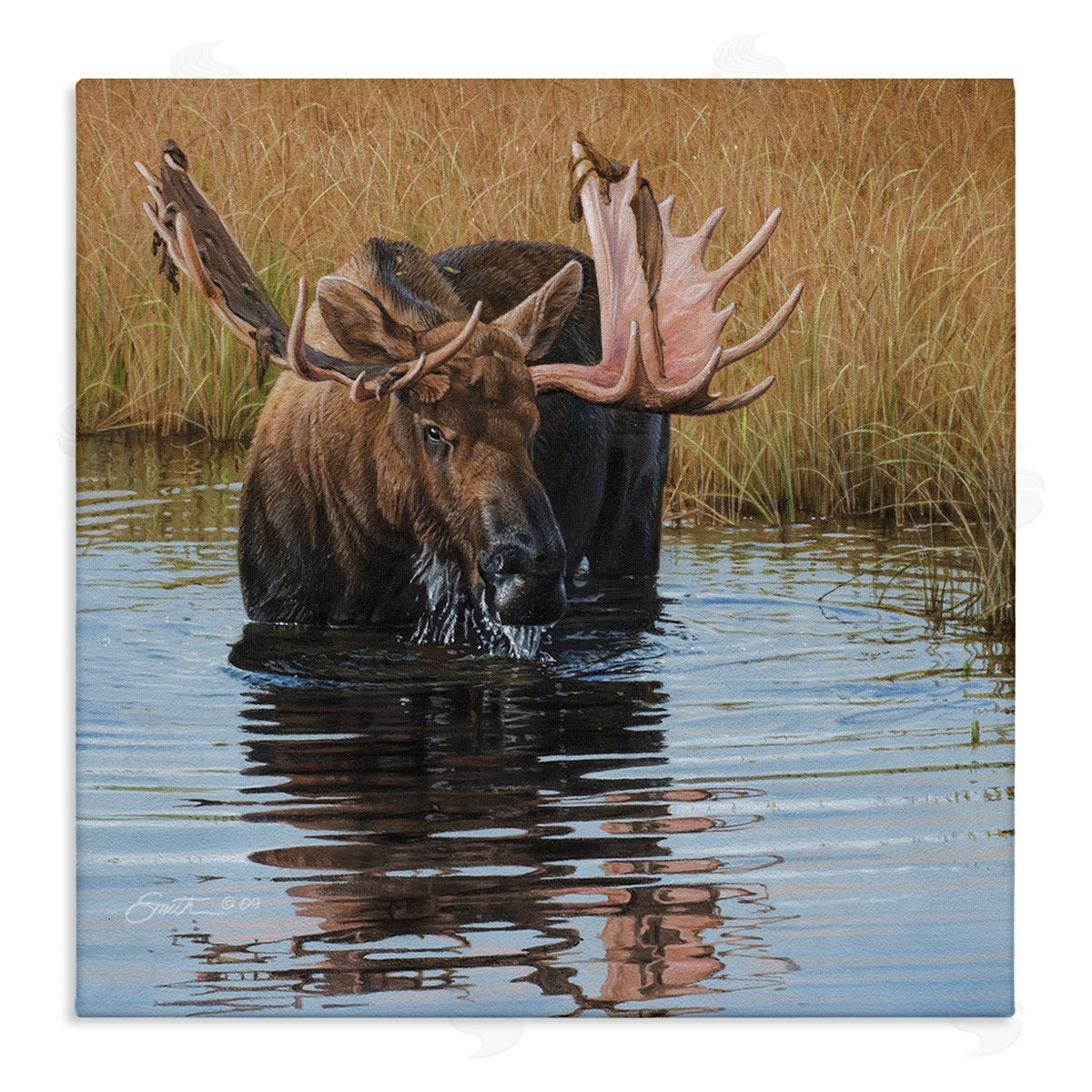 Daniel Smith Moose In Water Wildlife Scene Stretched Canvas Wall Art Print