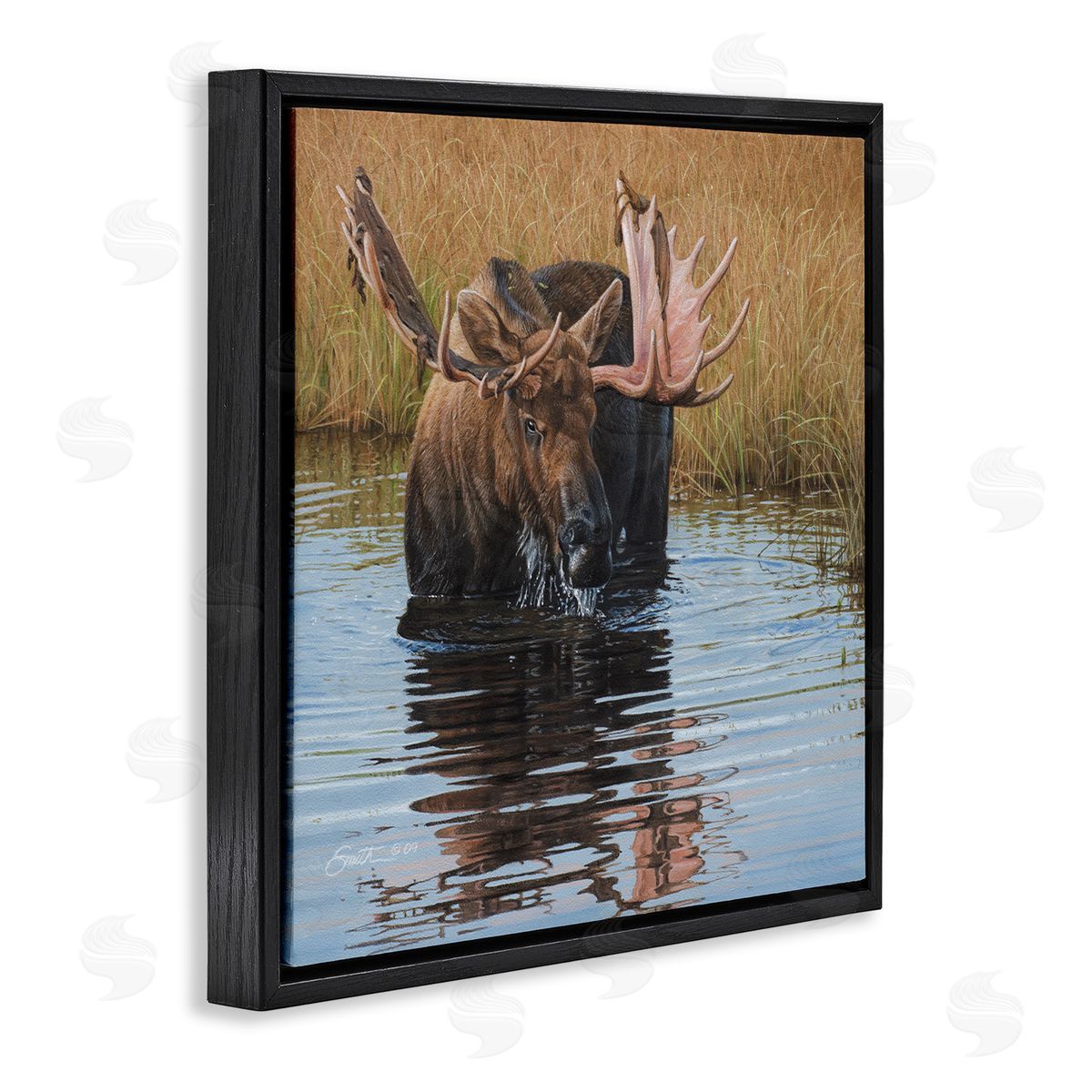 Daniel Smith Moose In Water Wildlife Scene Black Floating Frame Canvas Wall Art Print