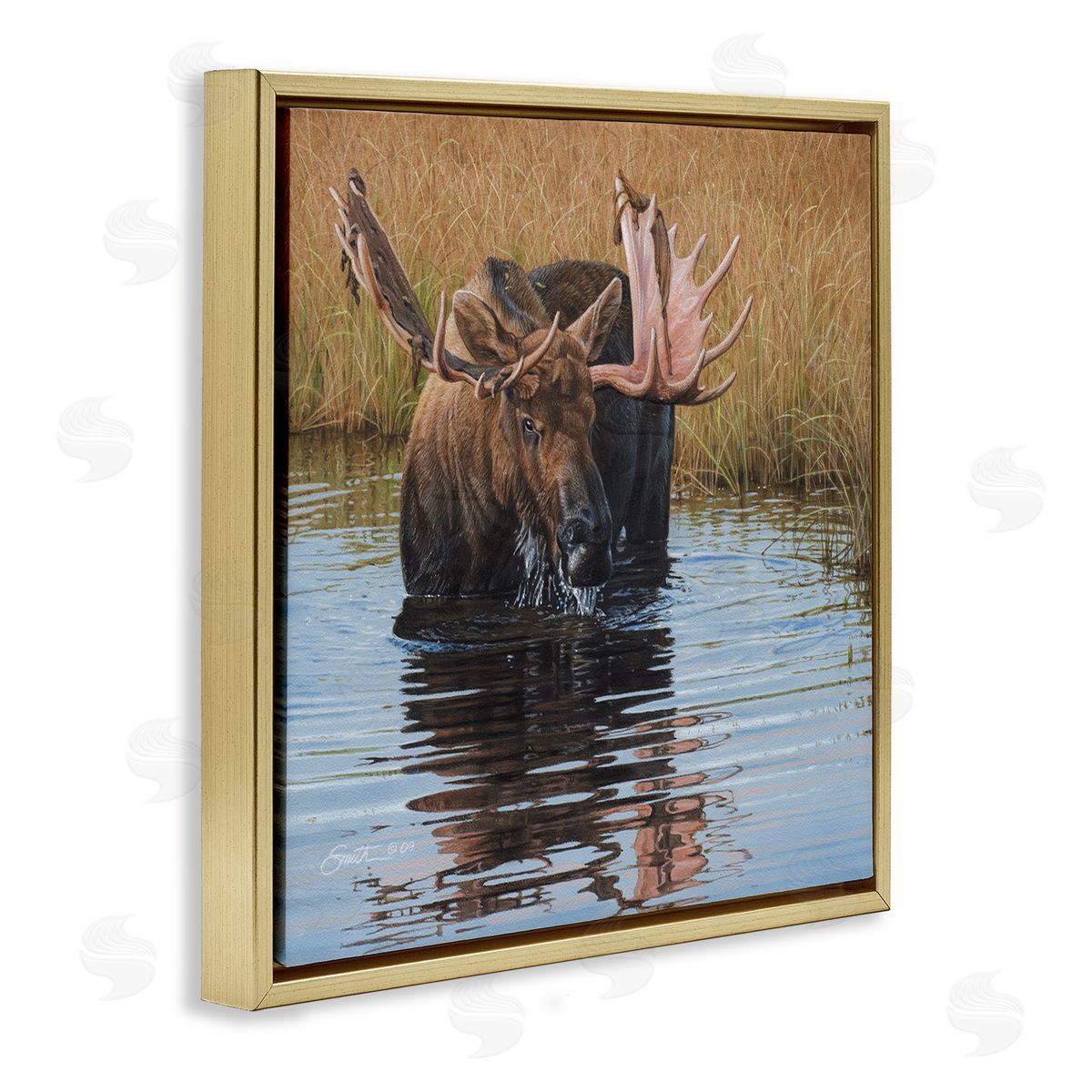 Daniel Smith Moose In Water Wildlife Scene Gold Floating Frame Canvas Wall Art Print