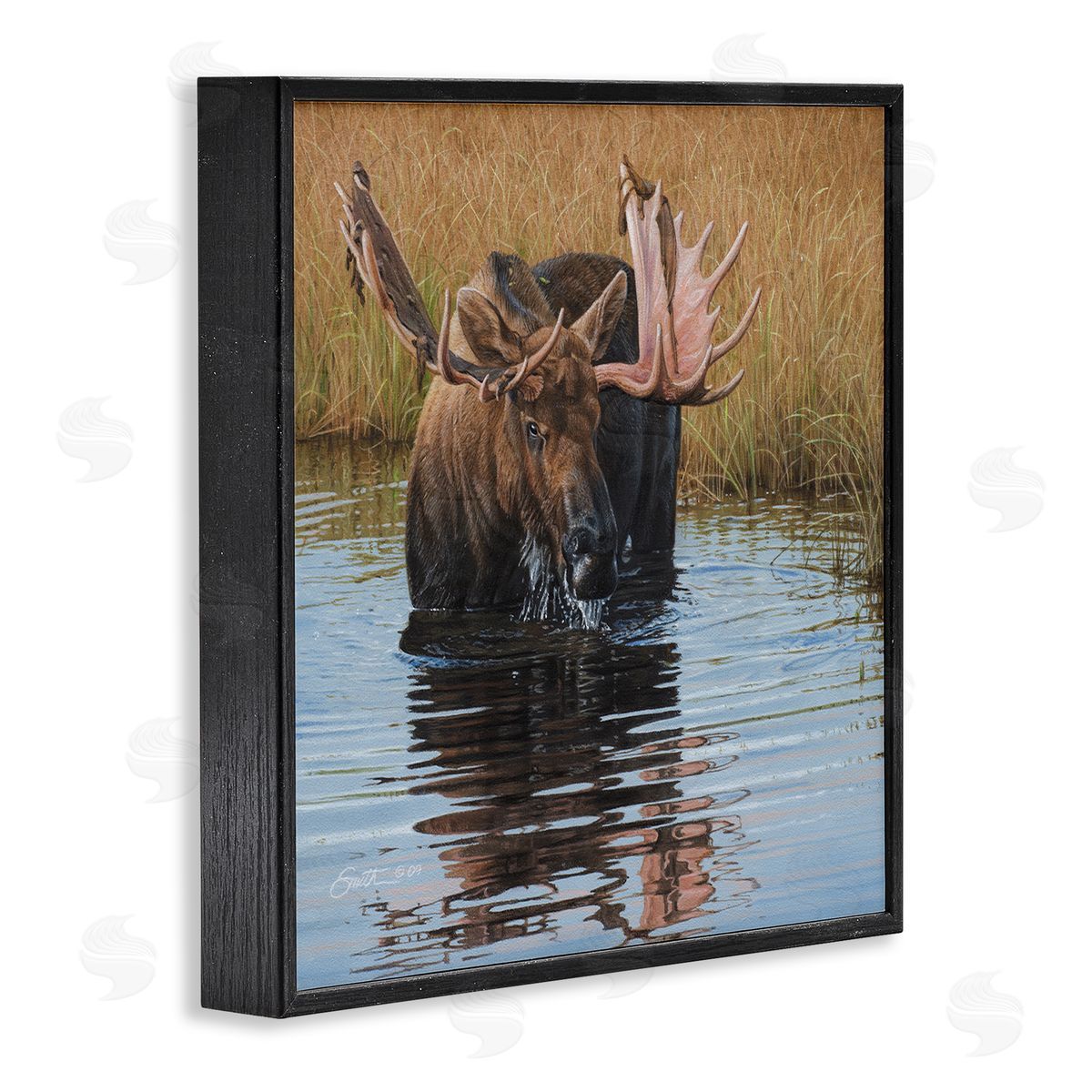 Daniel Smith Moose In Water Wildlife Scene Black Framed Glicee Wall Art Print