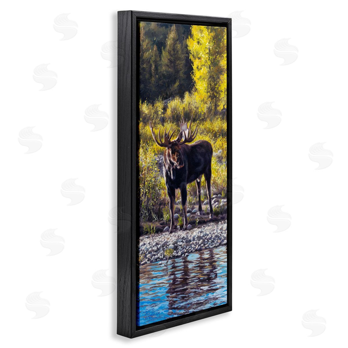 David Graham Early Summer Moose At Lake Black Floating Frame Canvas Wall Art Print