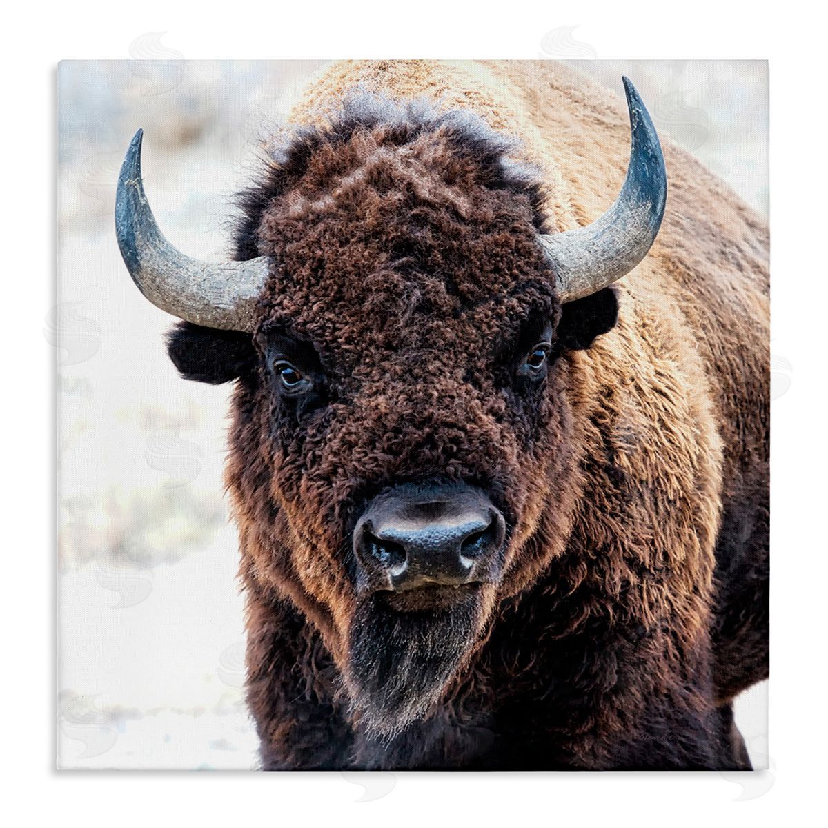 Lena Owens American Bison Photography Stretched Canvas Wall Art Print
