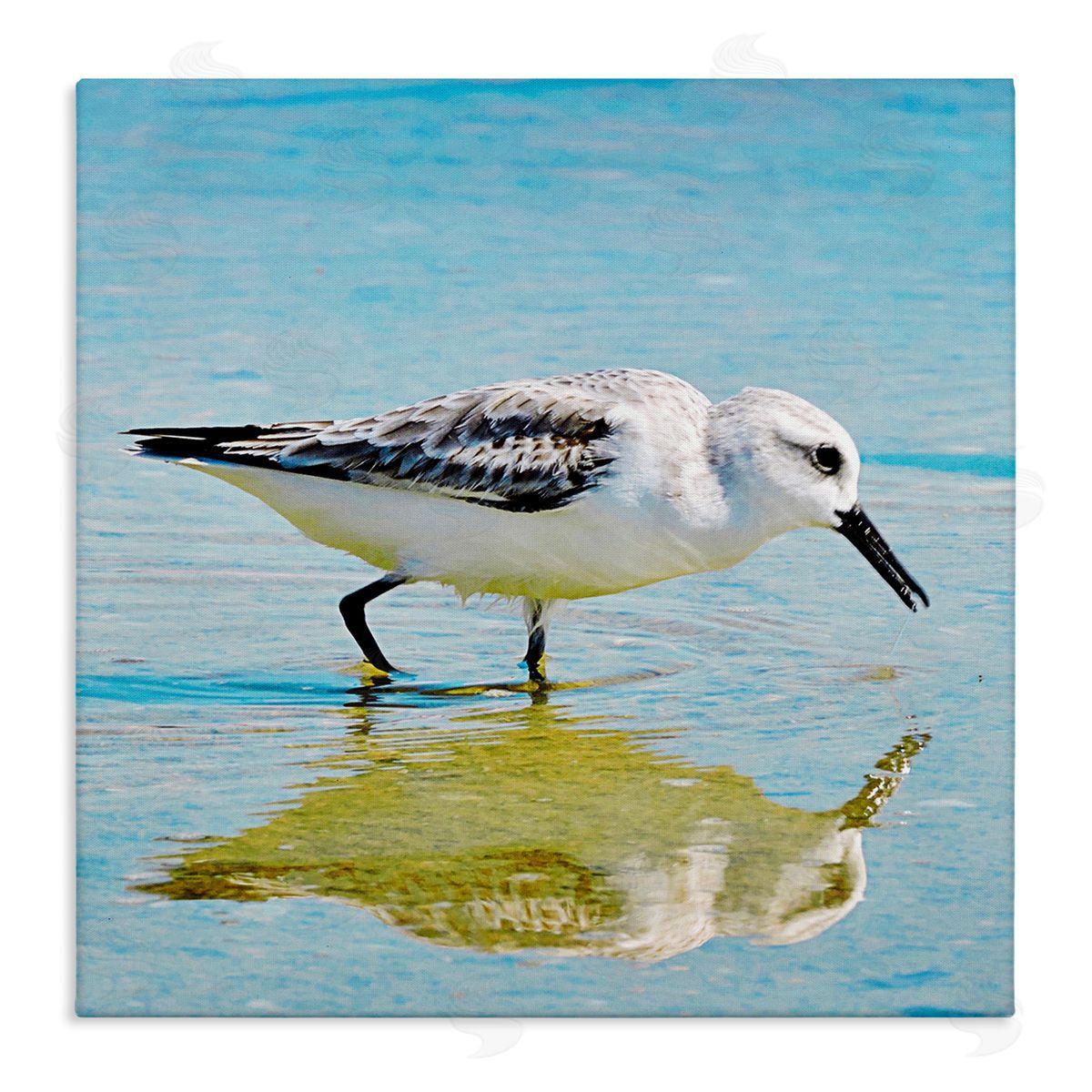 Graffitee Studios Grazing Sandpiper in Water Stretched Canvas Wall Art Print