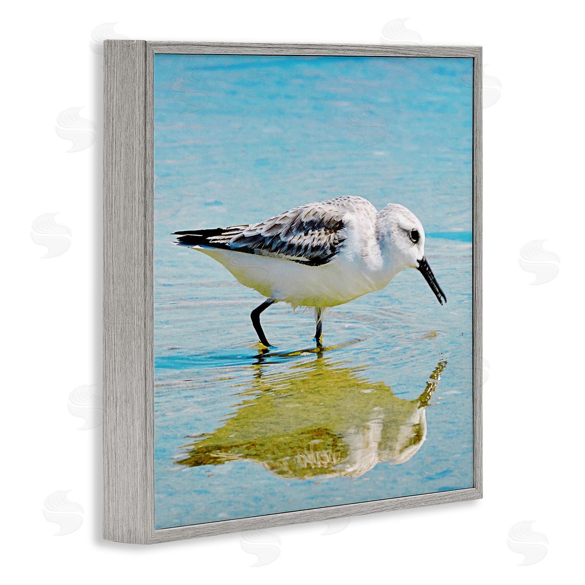 Graffitee Studios Grazing Sandpiper in Water Gray Framed Glicee Wall Art Print