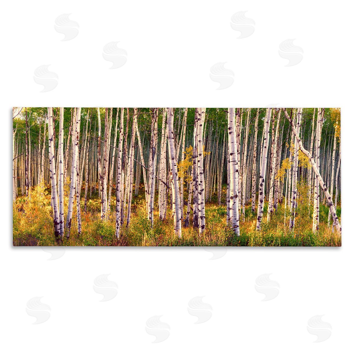 Lena Owens Autumn Birch Trees