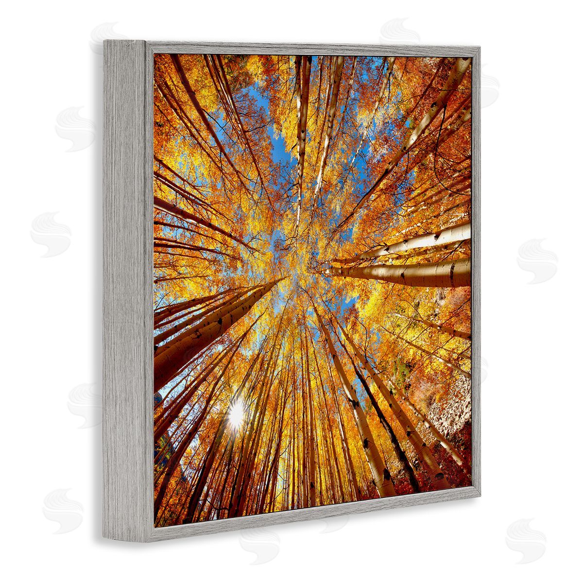 Lena Owens Colorado Autumn Trees Gray Framed Glicee Wall Art Print