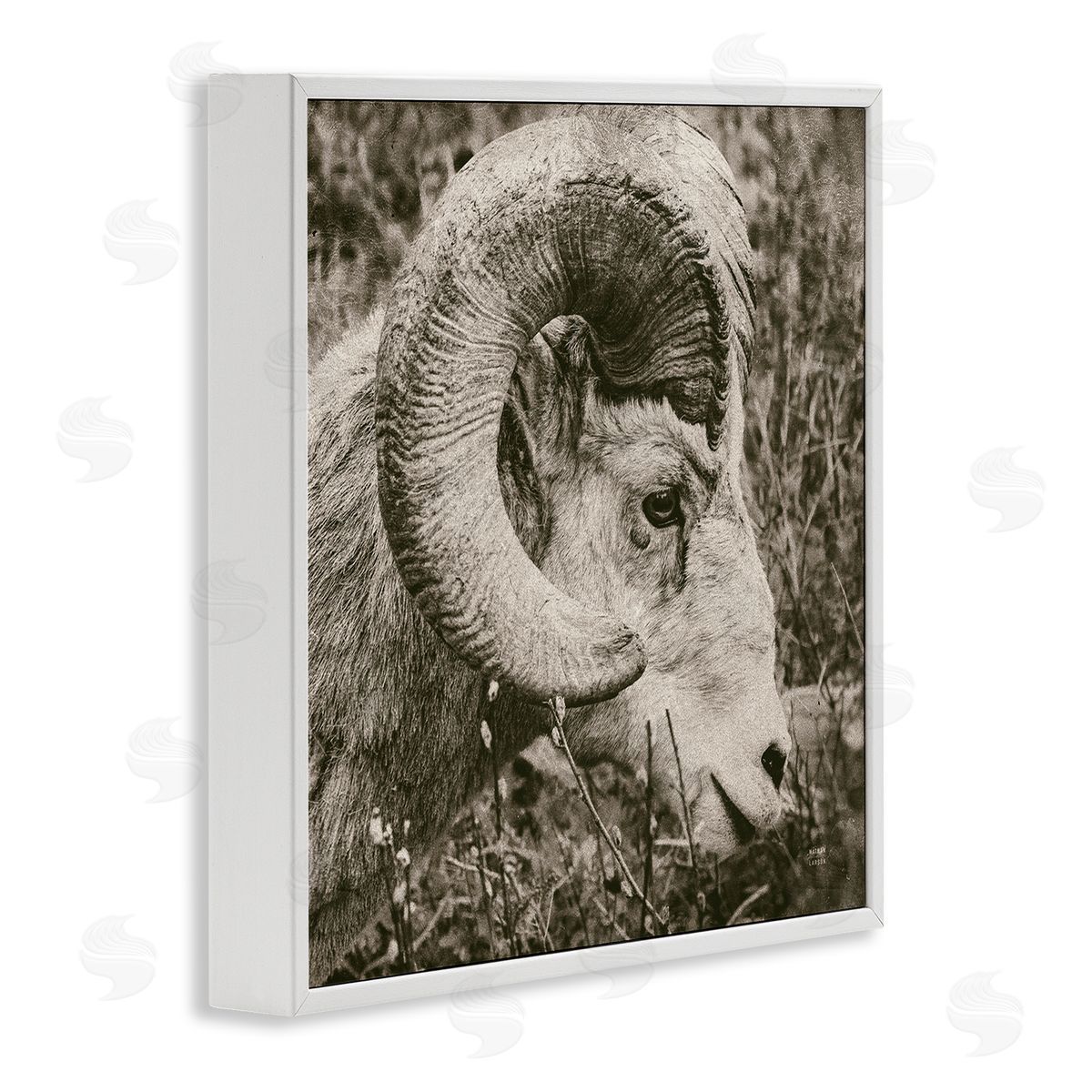 Nathan Larson Ram Horn Portrait White Framed Glicee Wall Art Print