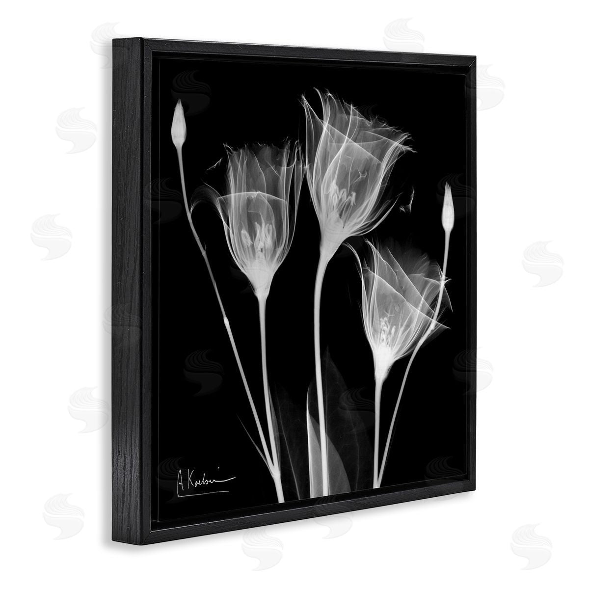 Albert Koetsier Contemporary Tulip X-Ray Black Floating Frame Canvas Wall Art Print