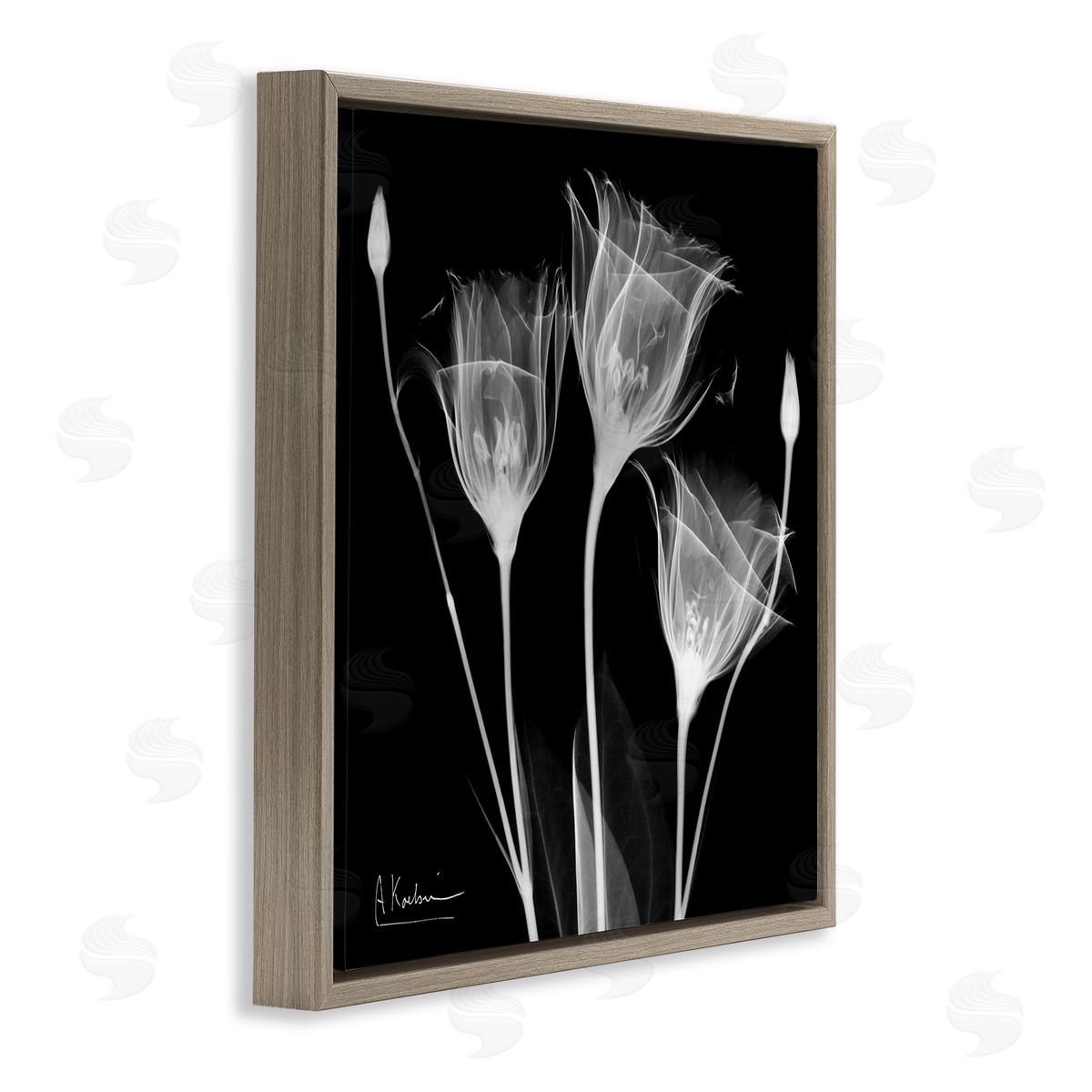 Albert Koetsier Contemporary Tulip X-Ray Brown Floating Frame Canvas Wall Art Print