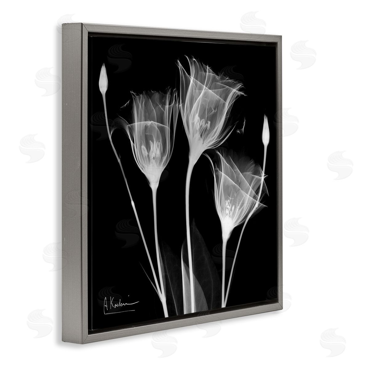 Albert Koetsier Contemporary Tulip X-Ray Gray Floating Frame Canvas Wall Art Print