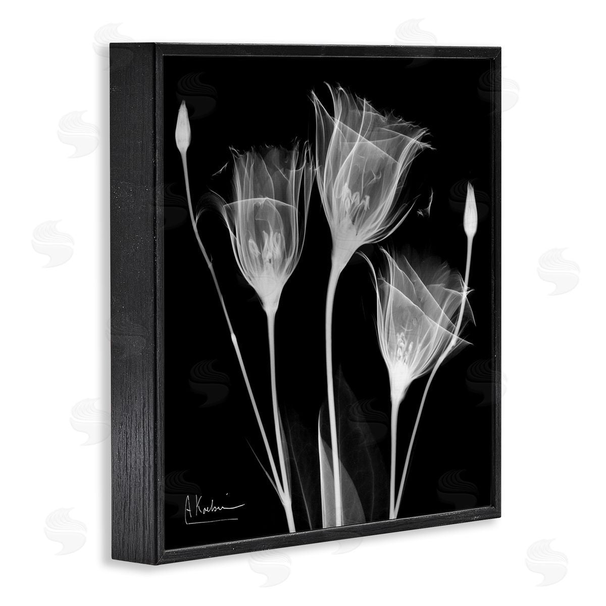 Albert Koetsier Contemporary Tulip X-Ray Black Framed Glicee Wall Art Print