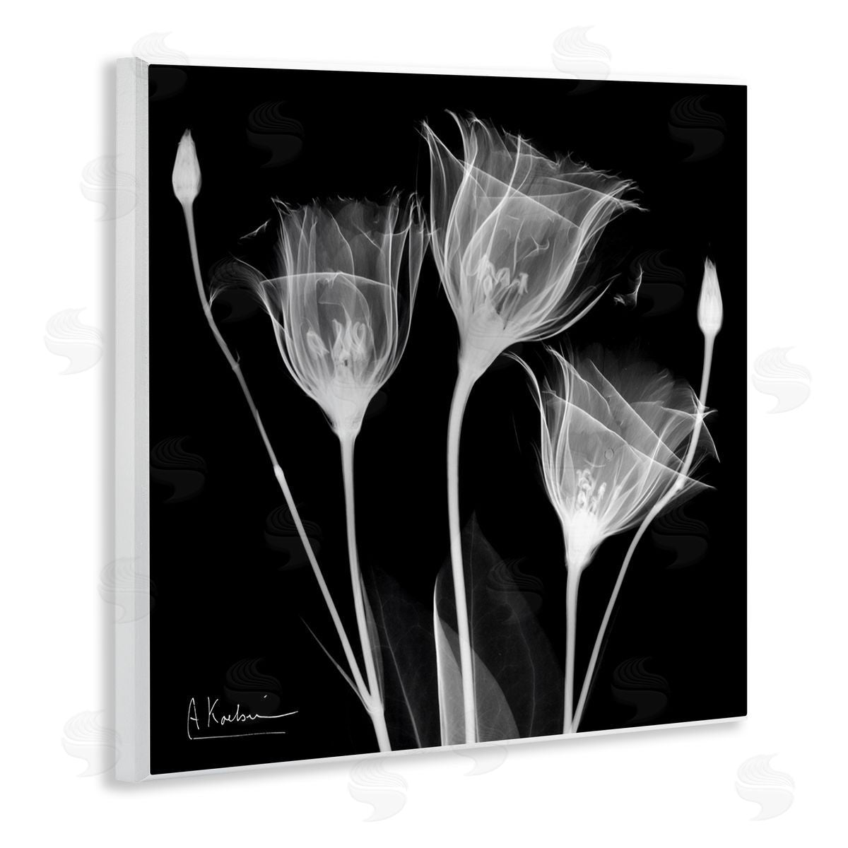 Albert Koetsier Contemporary Tulip X-Ray Wooden Wall Plaque Art Print