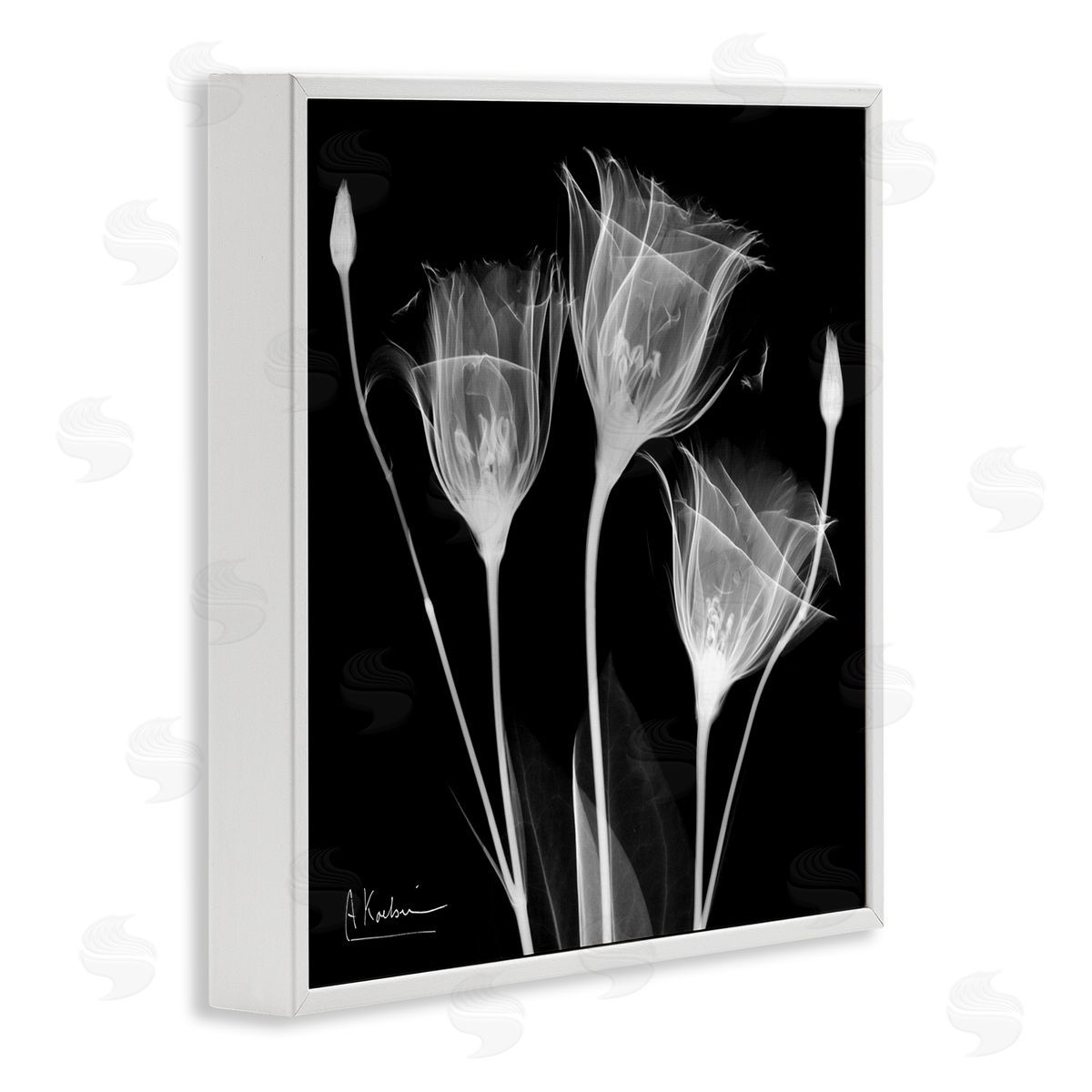 Albert Koetsier Contemporary Tulip X-Ray White Framed Glicee Wall Art Print