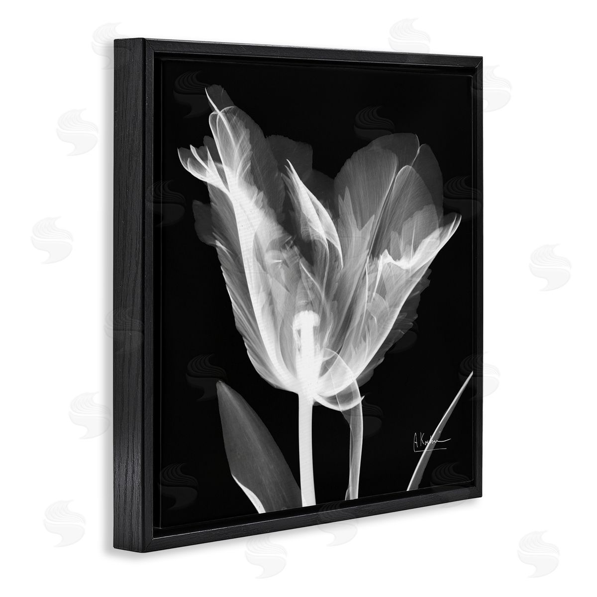 Albert Koetsier Tulip Flower X-Ray Black Floating Frame Canvas Wall Art Print