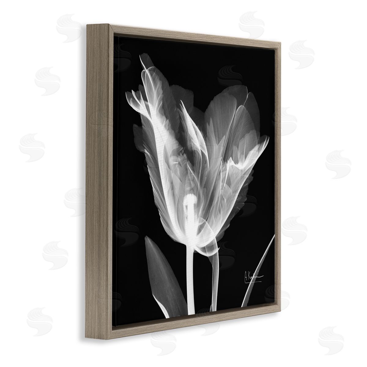 Albert Koetsier Tulip Flower X-Ray Brown Floating Frame Canvas Wall Art Print