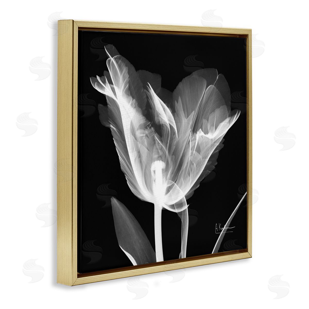 Albert Koetsier Tulip Flower X-Ray Gold Floating Frame Canvas Wall Art Print
