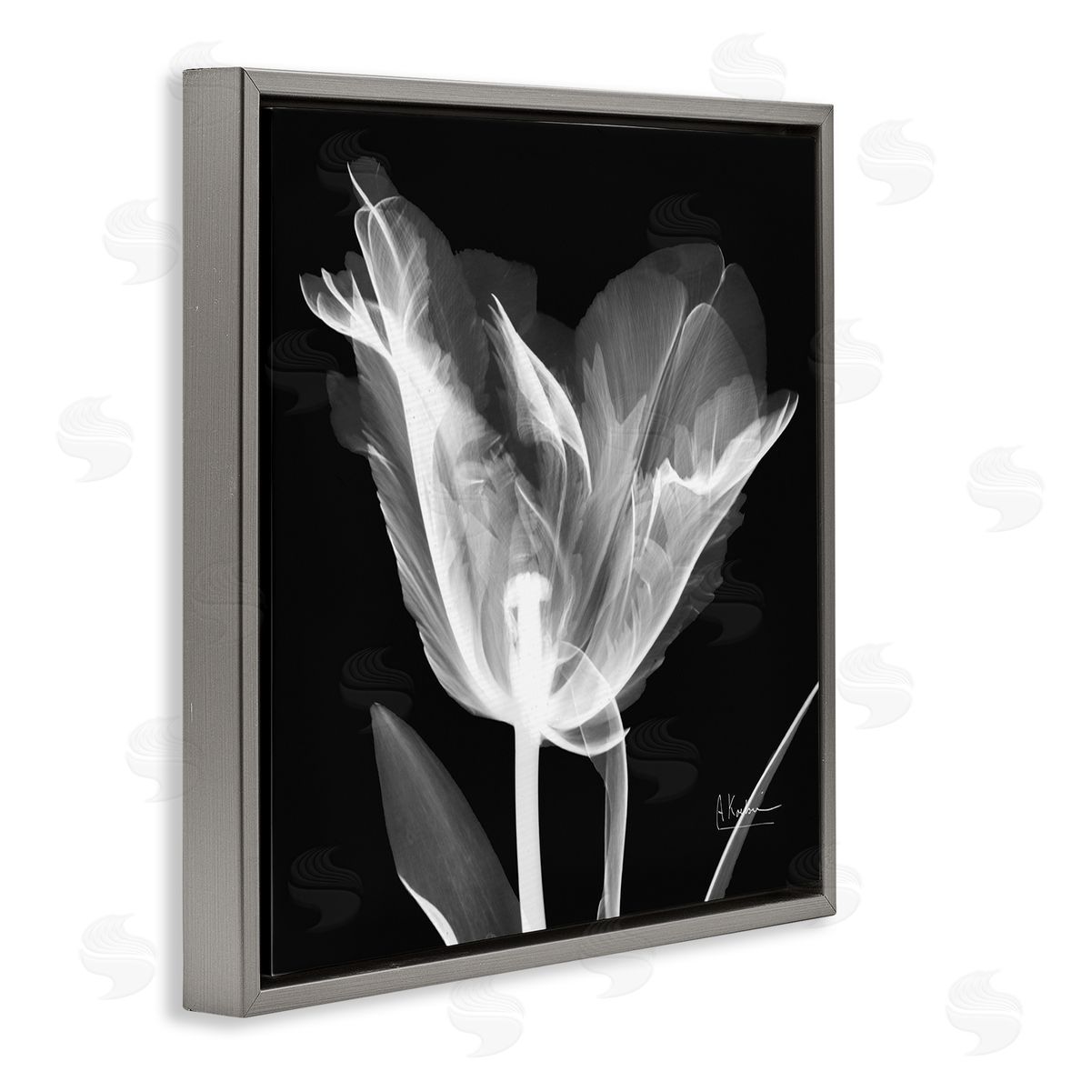 Albert Koetsier Tulip Flower X-Ray Gray Floating Frame Canvas Wall Art Print