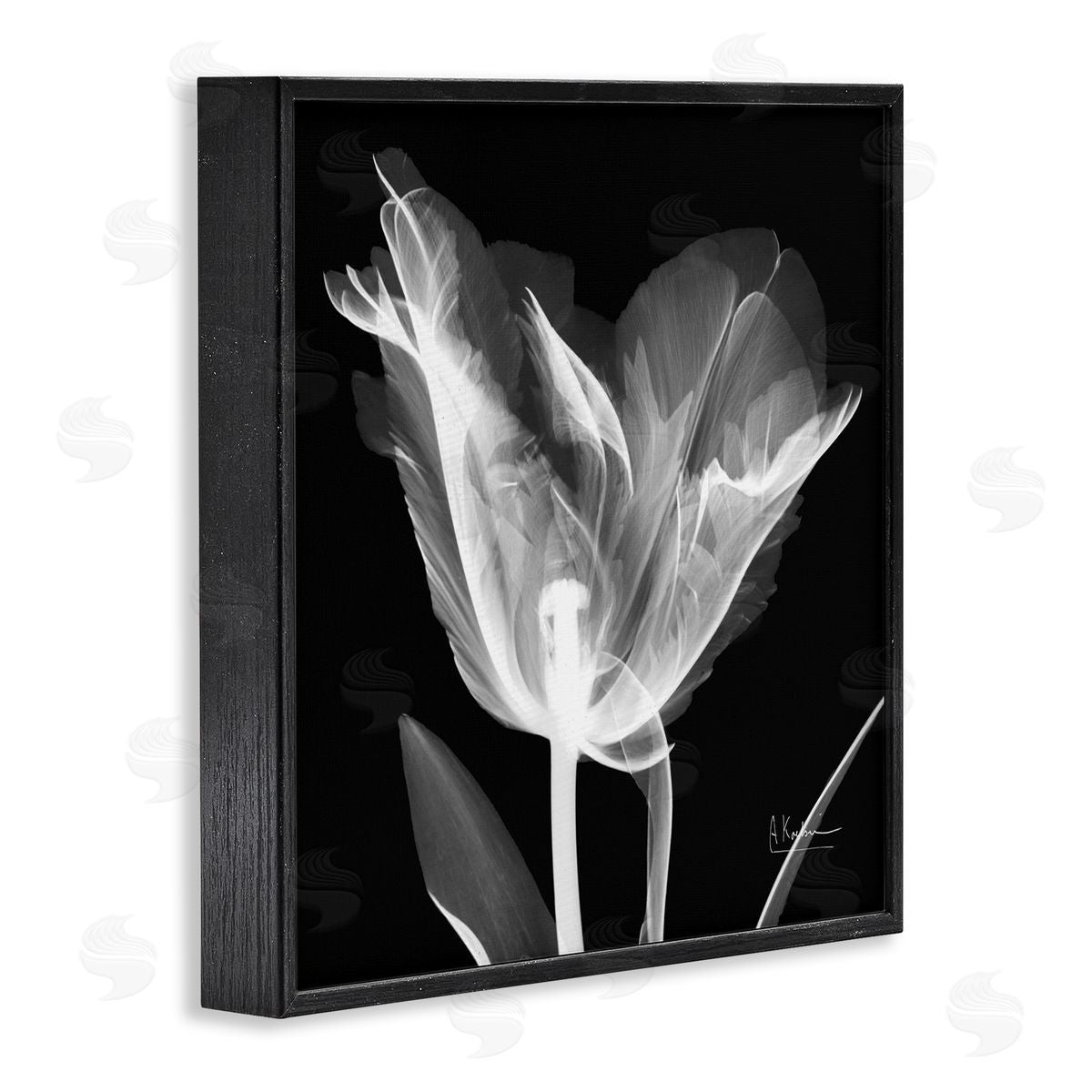 Albert Koetsier Tulip Flower X-Ray Black Framed Glicee Wall Art Print