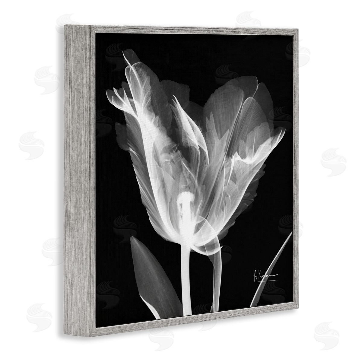 Albert Koetsier Tulip Flower X-Ray Gray Framed Glicee Wall Art Print