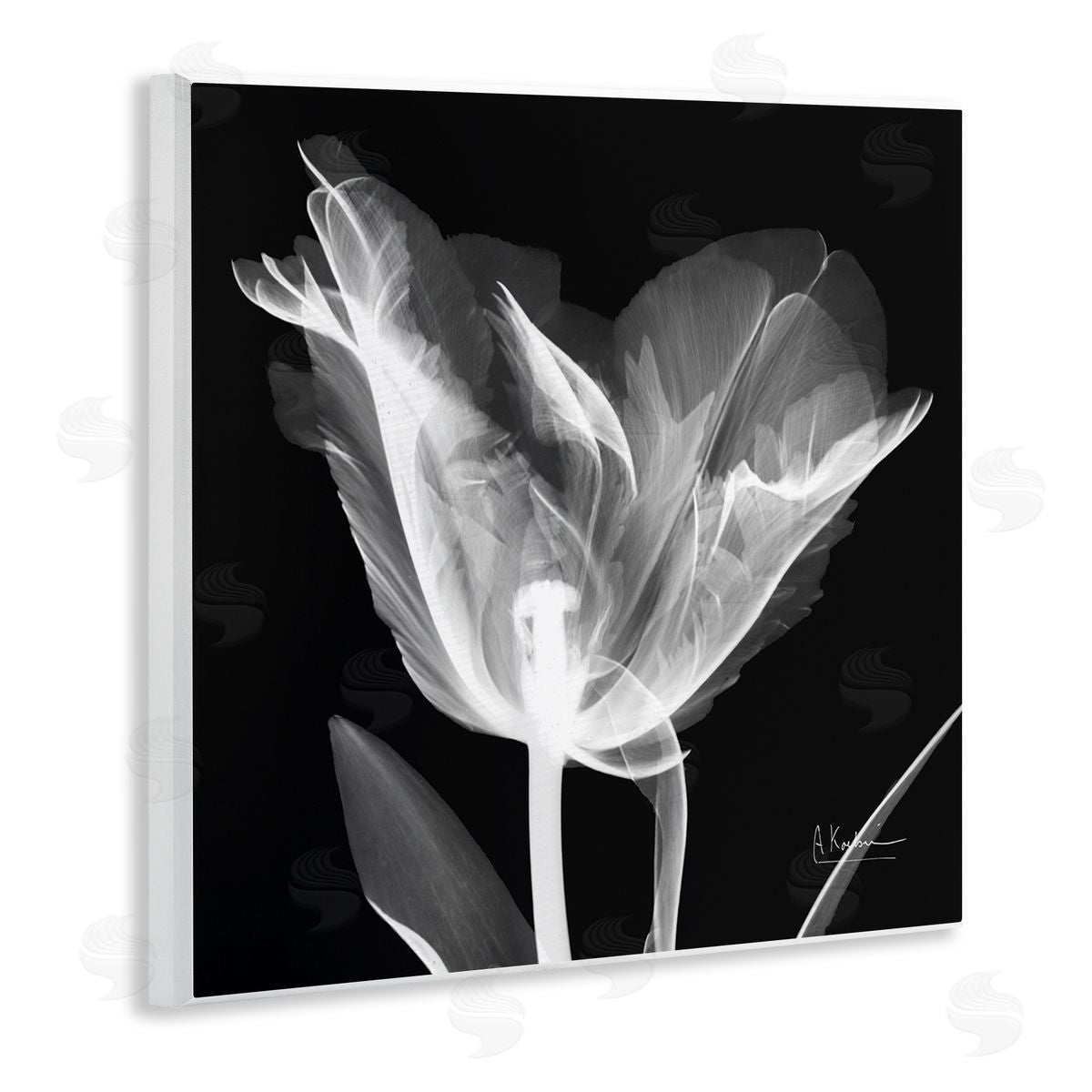 Albert Koetsier Tulip Flower X-Ray Wooden Wall Plaque Art Print