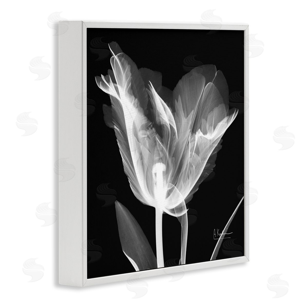 Albert Koetsier Tulip Flower X-Ray White Framed Glicee Wall Art Print
