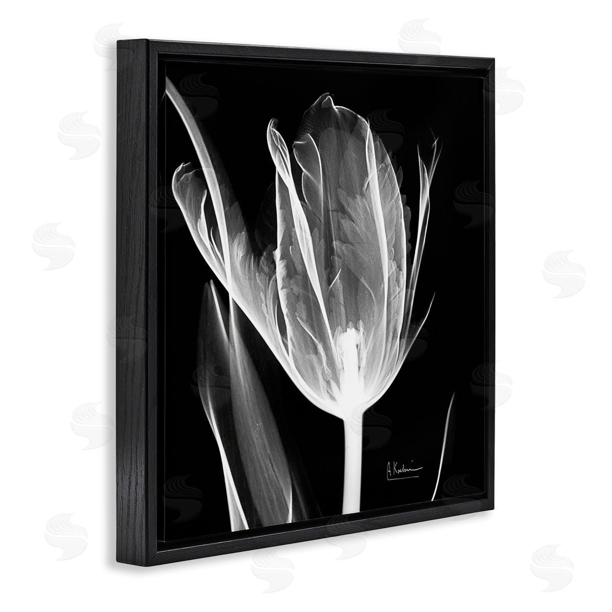 Albert Koetsier Flower X-Ray on Black Black Floating Frame Canvas Wall Art Print