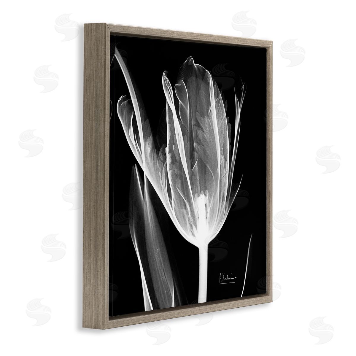 Albert Koetsier Flower X-Ray on Black Brown Floating Frame Canvas Wall Art Print