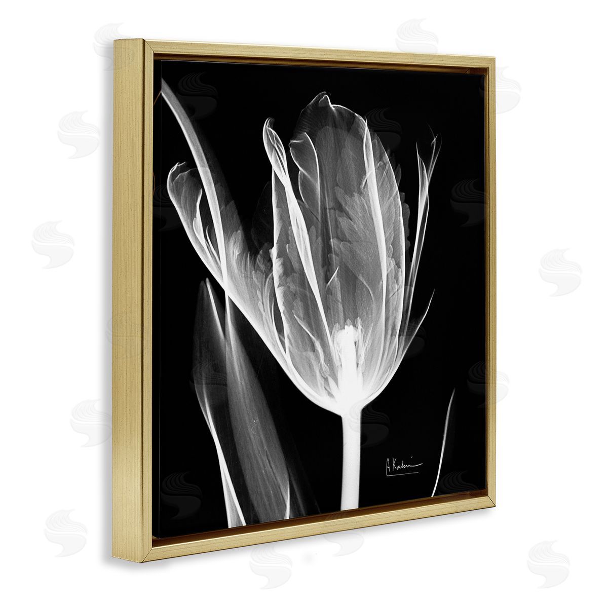 Albert Koetsier Flower X-Ray on Black Gold Floating Frame Canvas Wall Art Print