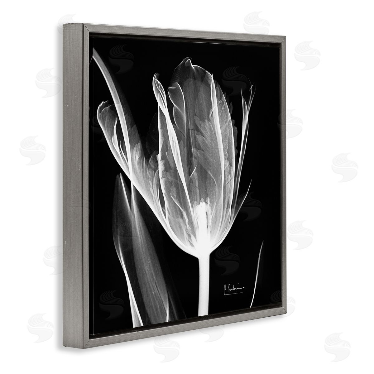 Albert Koetsier Flower X-Ray on Black Gray Floating Frame Canvas Wall Art Print