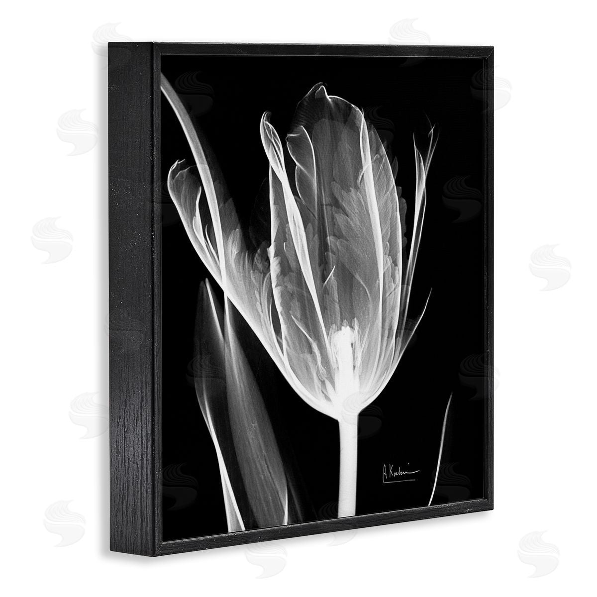 Albert Koetsier Flower X-Ray on Black Black Framed Glicee Wall Art Print