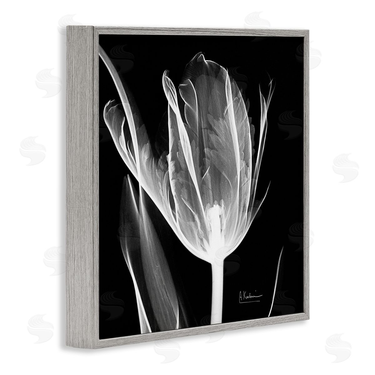 Albert Koetsier Flower X-Ray on Black Gray Framed Glicee Wall Art Print