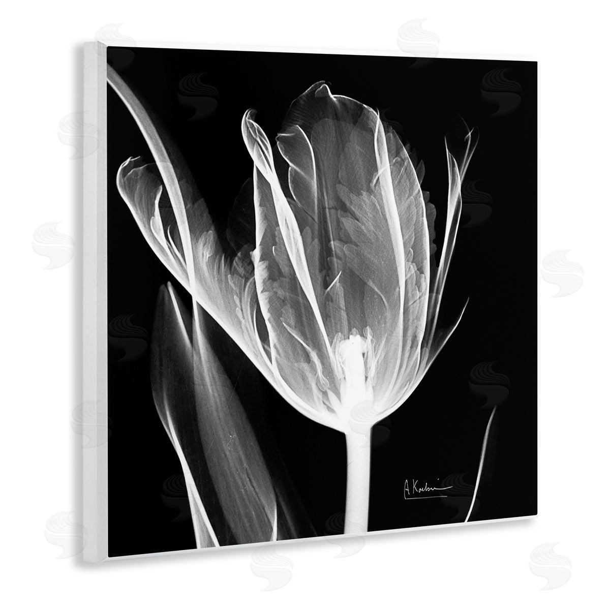Albert Koetsier Flower X-Ray on Black Wooden Wall Plaque Art Print