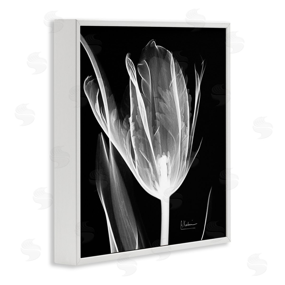 Albert Koetsier Flower X-Ray on Black White Framed Glicee Wall Art Print