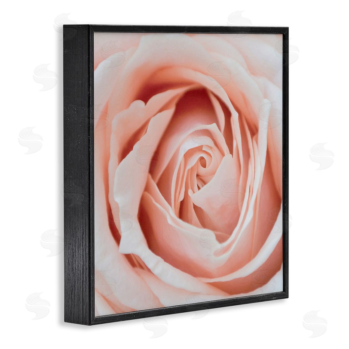 LSR Design Studio Pink Close Up Rose Black Framed Glicee Wall Art Print