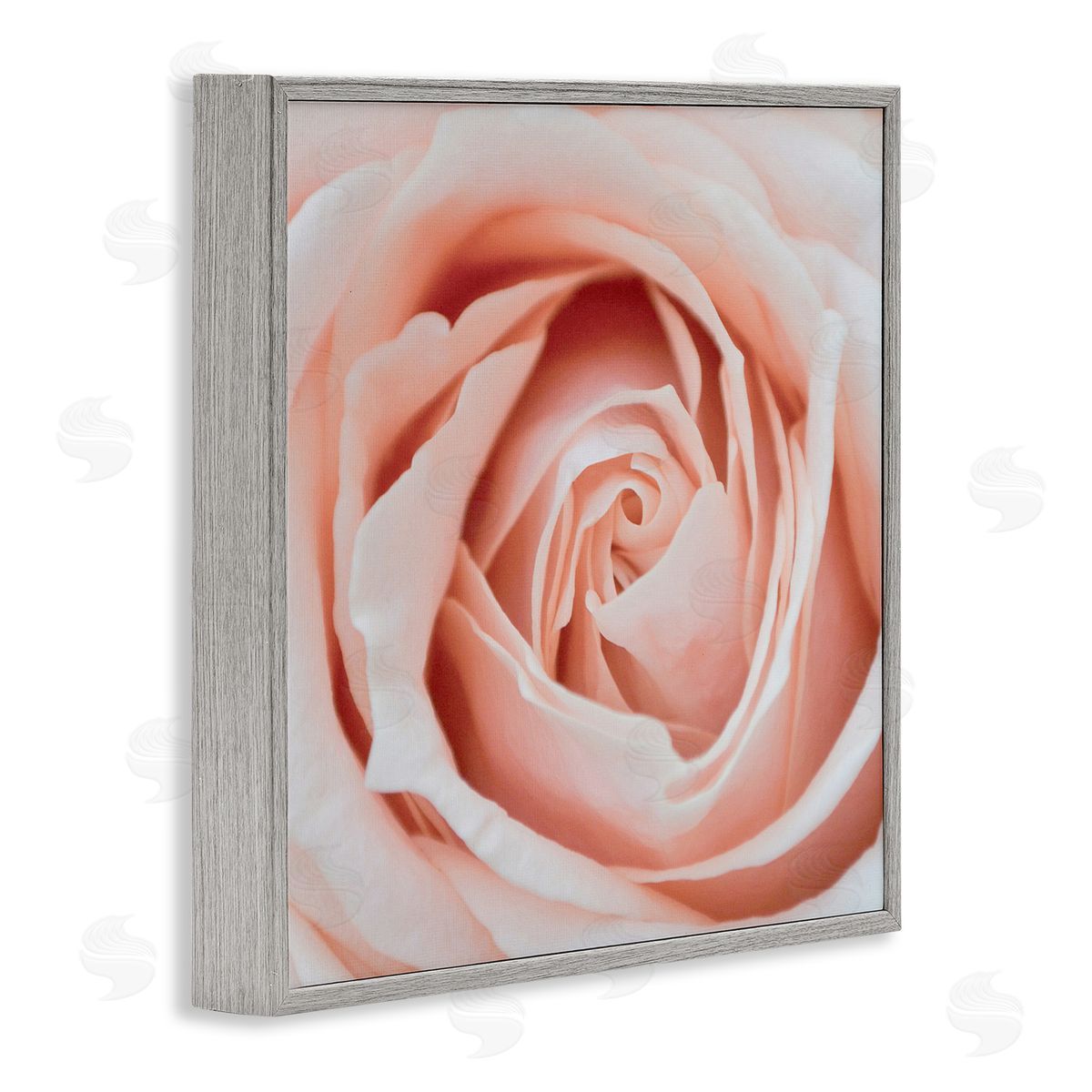 LSR Design Studio Pink Close Up Rose Gray Framed Glicee Wall Art Print