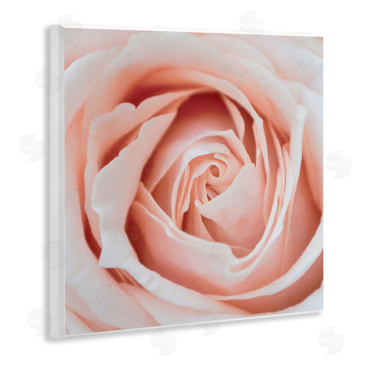 LSR Design Studio Pink Close Up Rose Wooden Wall Plaque Art Print