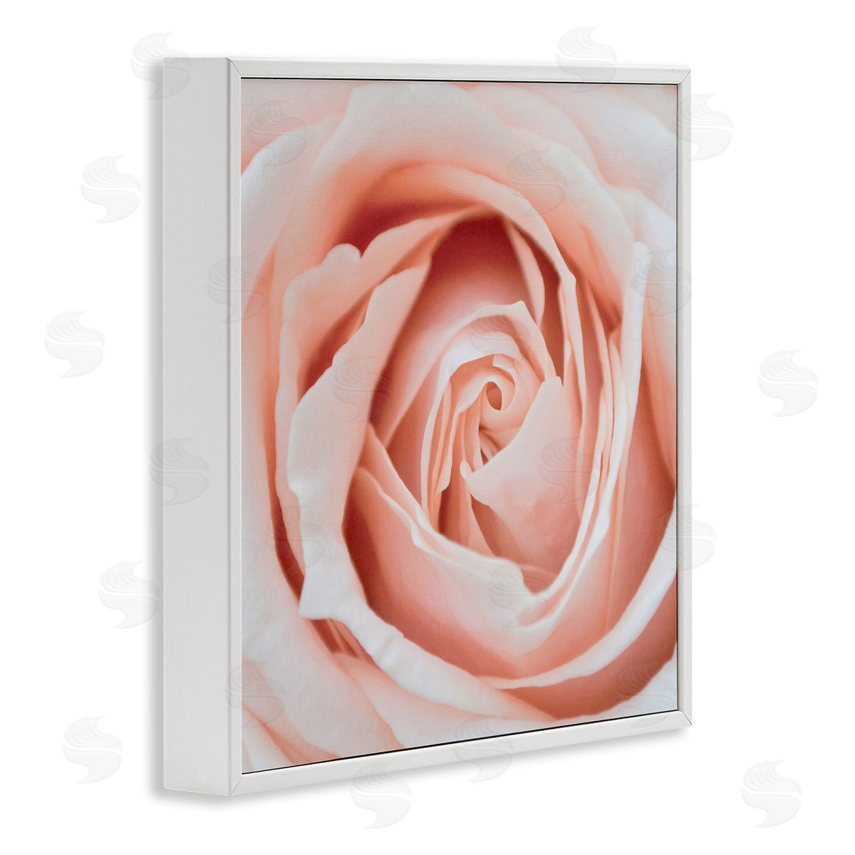 LSR Design Studio Pink Close Up Rose White Framed Glicee Wall Art Print
