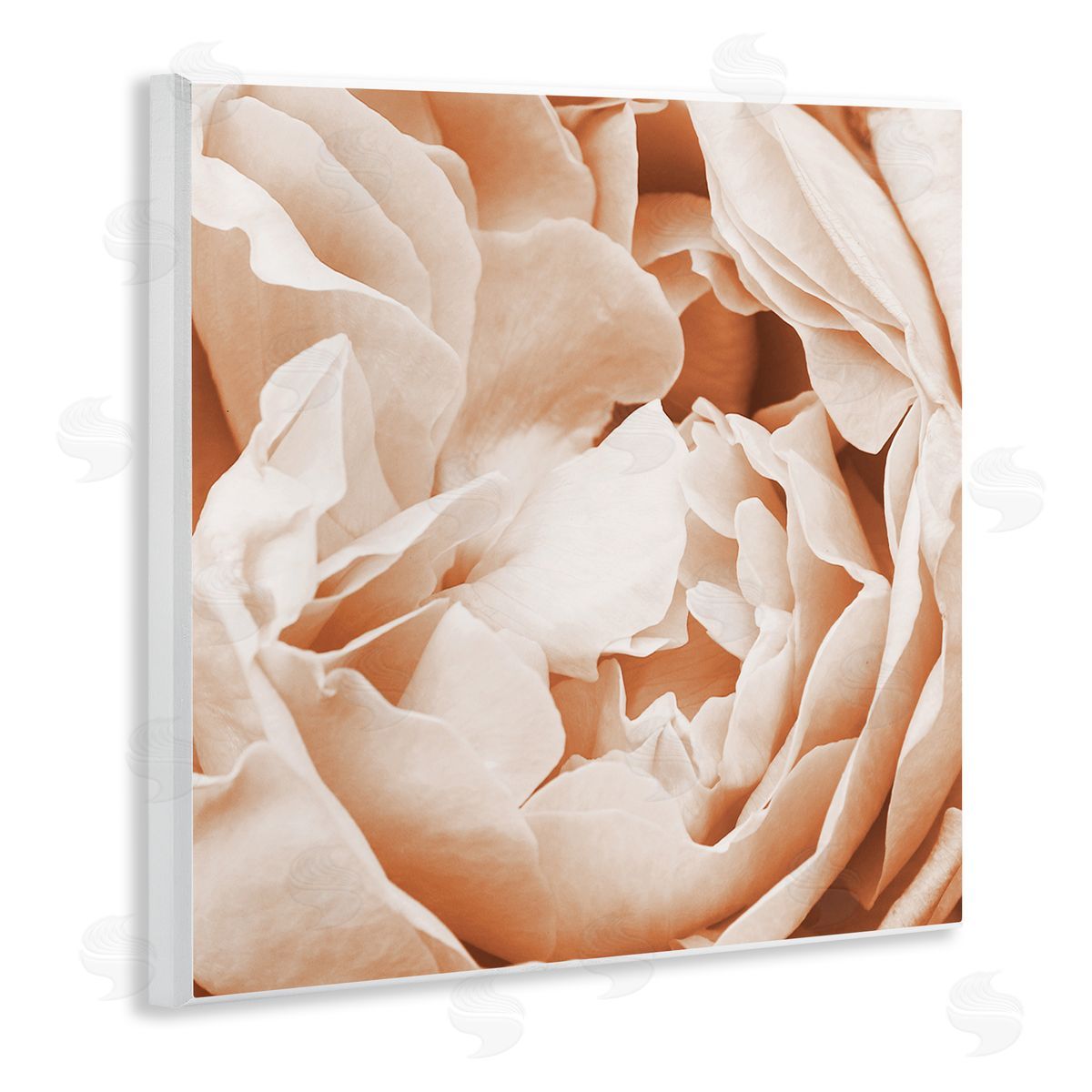 LSR Design Studio Pastel Pink Peony Petals Wooden Wall Plaque Art Print