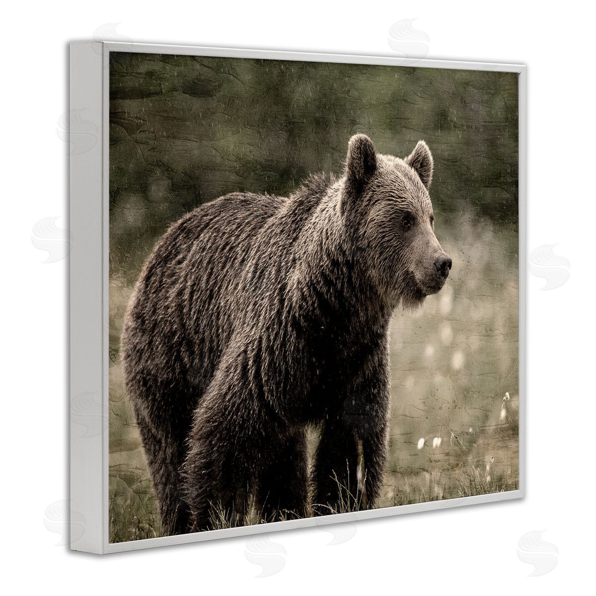Kim Allen Brown Bear Wildlife White Framed Giclee Wall Artside_