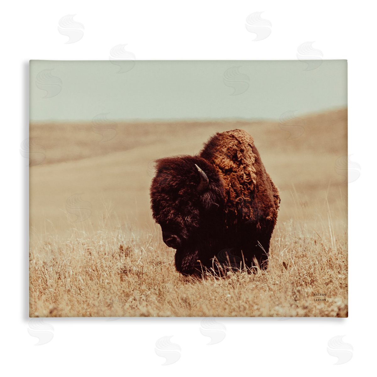 Nathan Larson Bison Grazing Tall Grass Canvas Wall Art