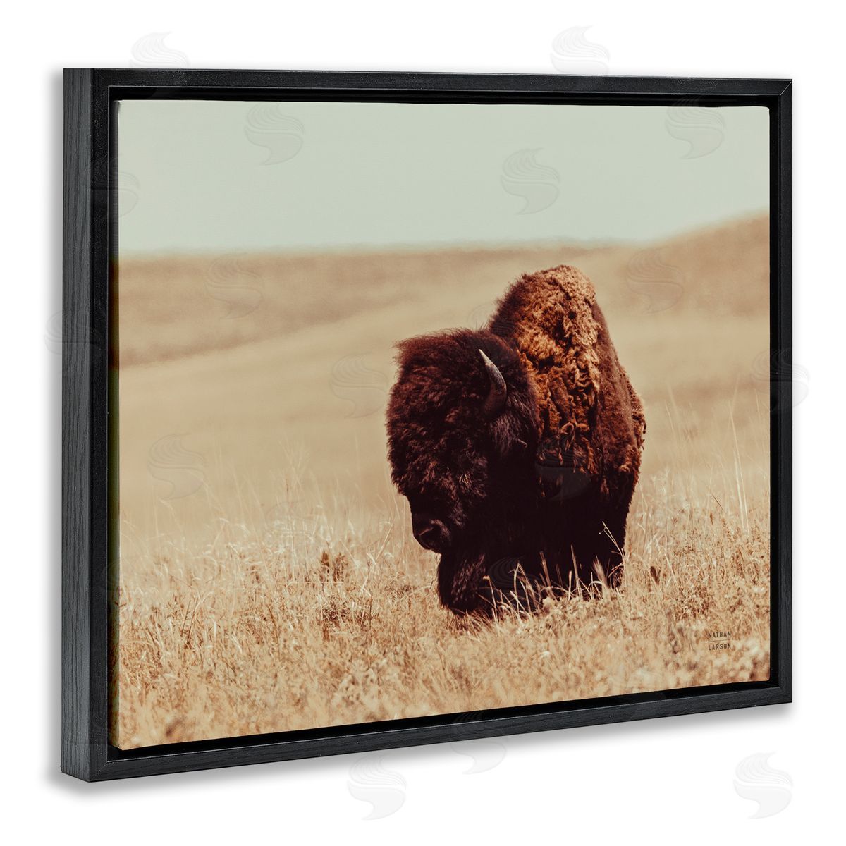Nathan Larson Bison Grazing Tall Grass Black Floater Frame Canvas Artside_