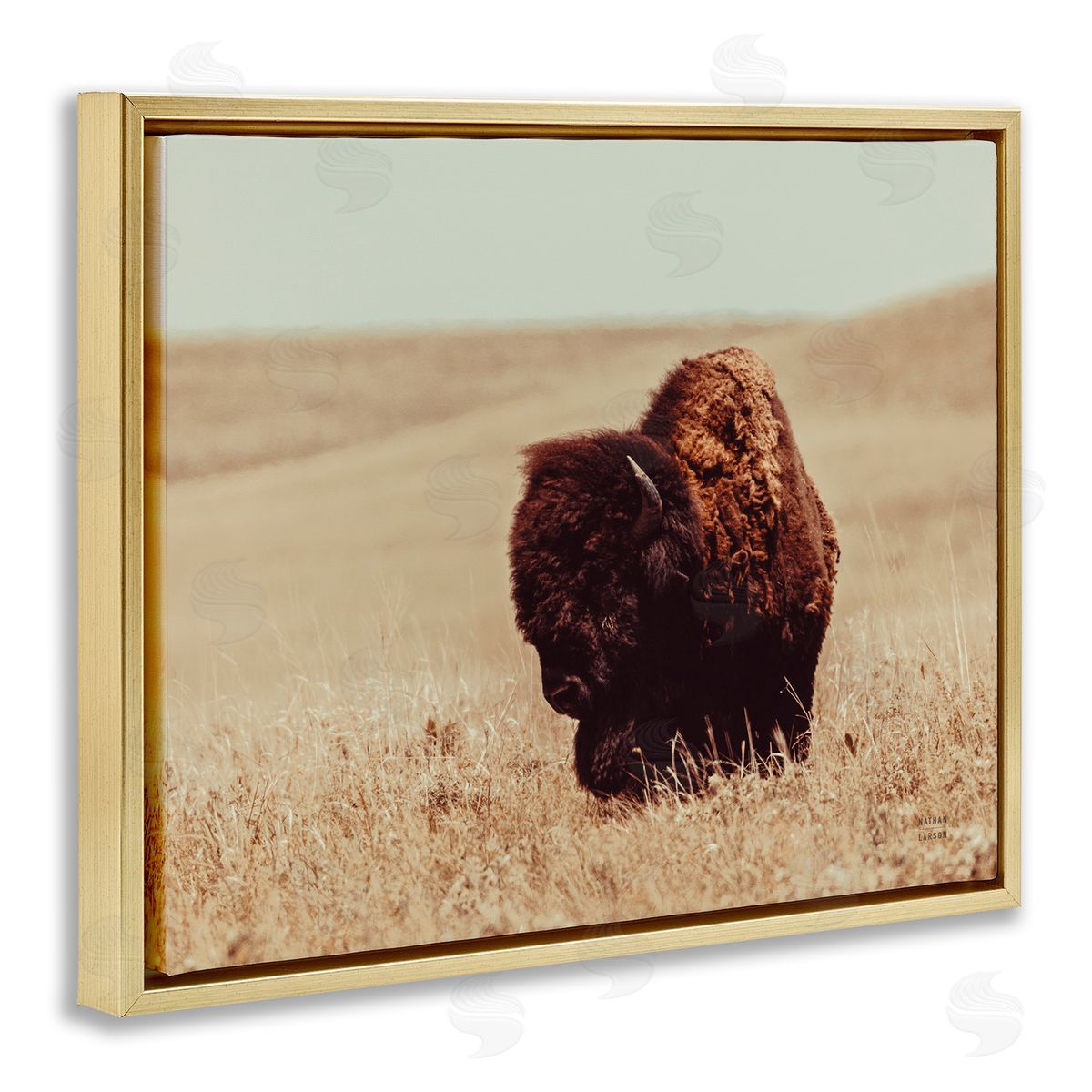 Nathan Larson Bison Grazing Tall Grass Gold Floater Frame Canvas Artside_